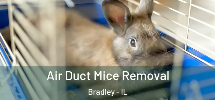  Air Duct Mice Removal Bradley - IL